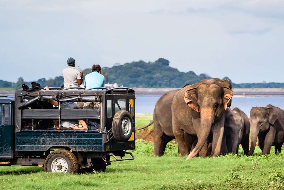 Premium Sri Lanka - Intrepid Travel - Sri Lanka - Image 4