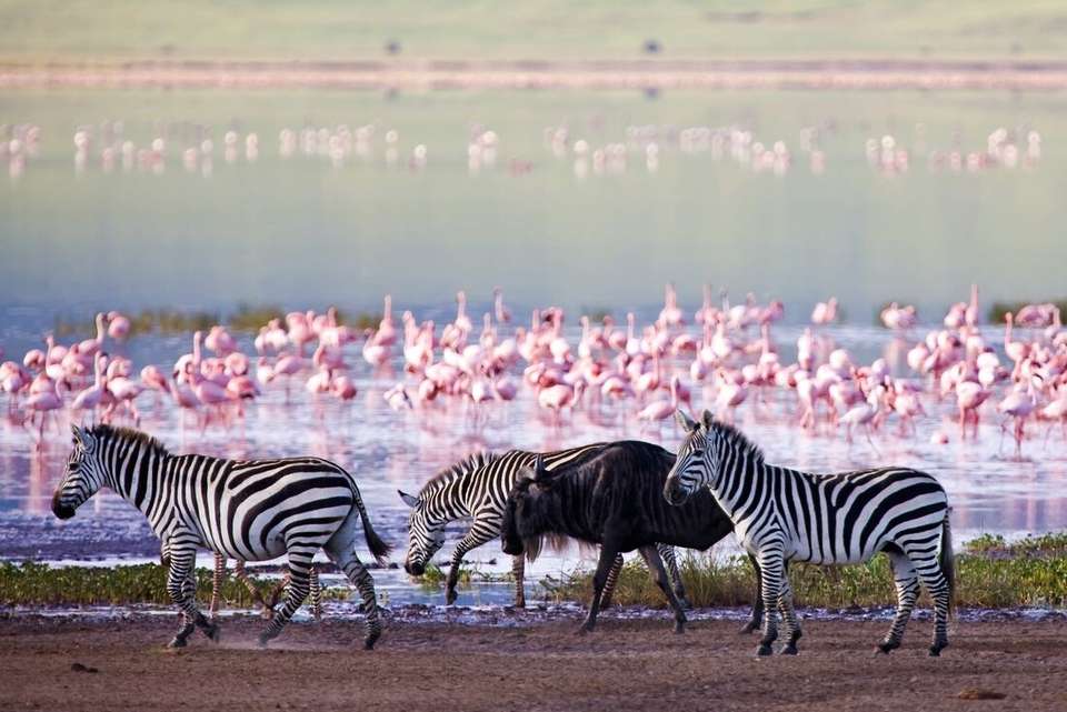 Premium Tanzania - Intrepid Travel - Tanzania - Image 13