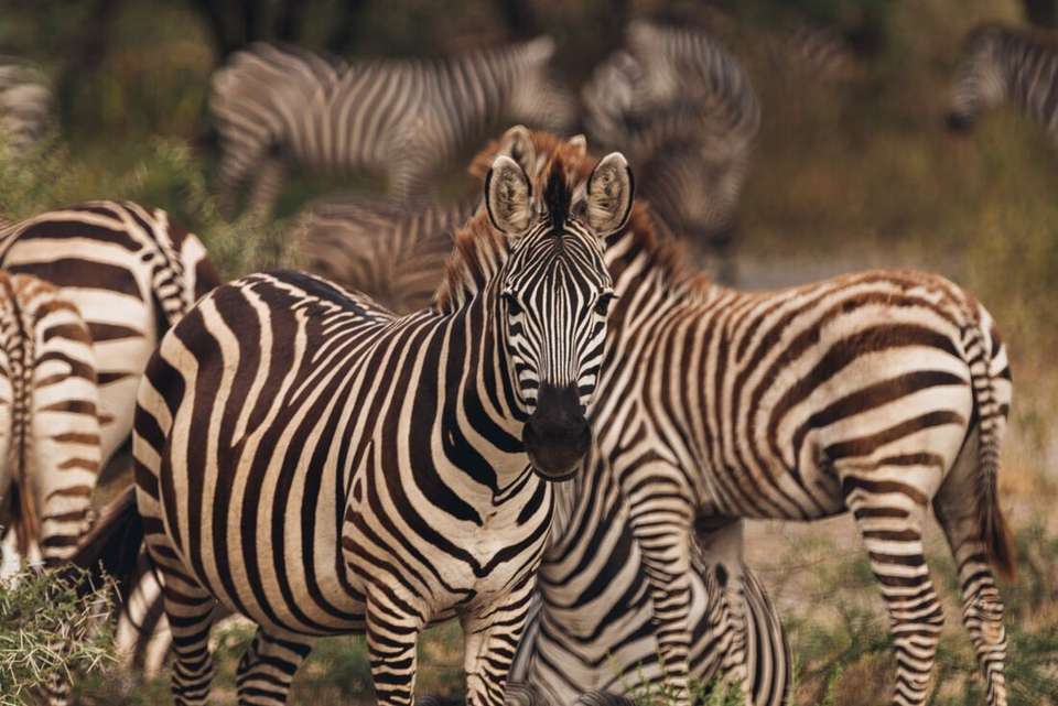 Premium Tanzania - Intrepid Travel - Tanzania - Image 3