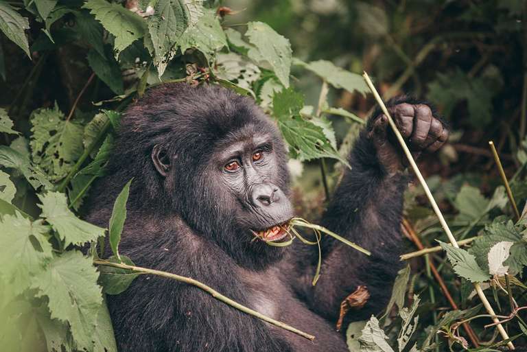 Premium Uganda, Rwanda & Kenya - 13 days