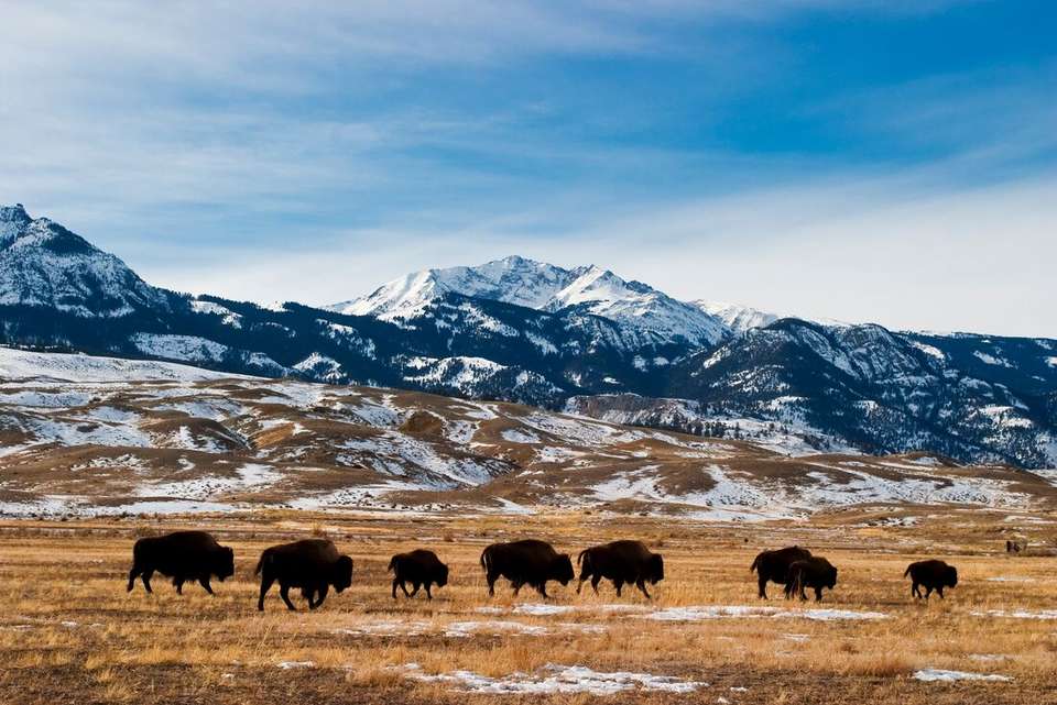 Premium Walking & Hiking in Yellowstone - Intrepid Travel - USA - Image 8