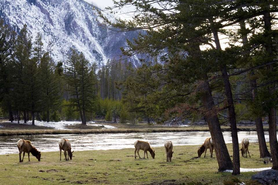 Premium Walking & Hiking in Yellowstone - Intrepid Travel - USA - Image 12