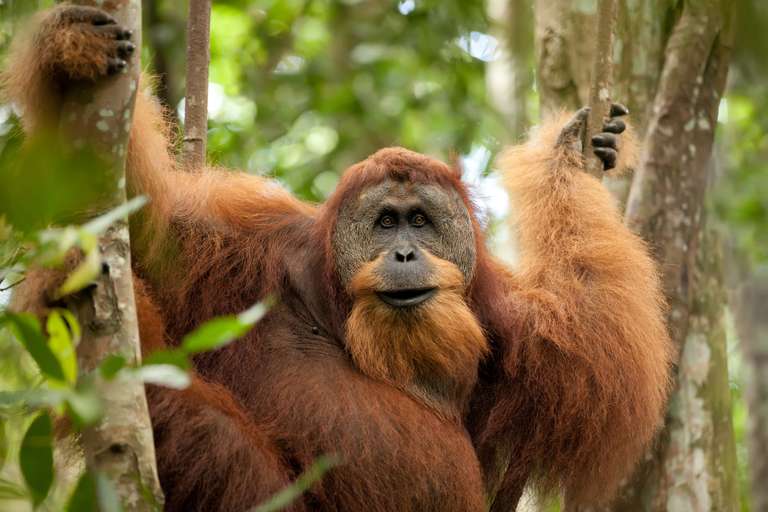 Primates & Dragons of Indonesia