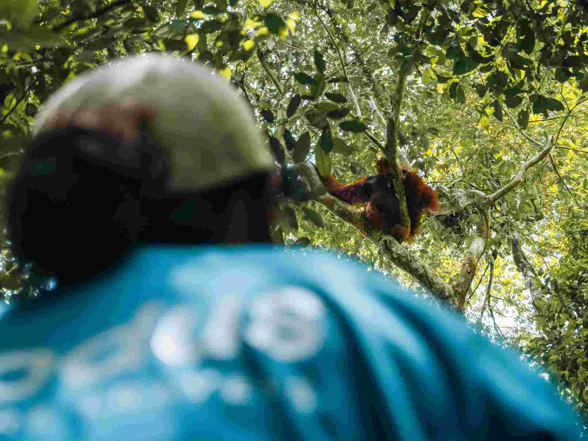 Primates & Dragons of Indonesia