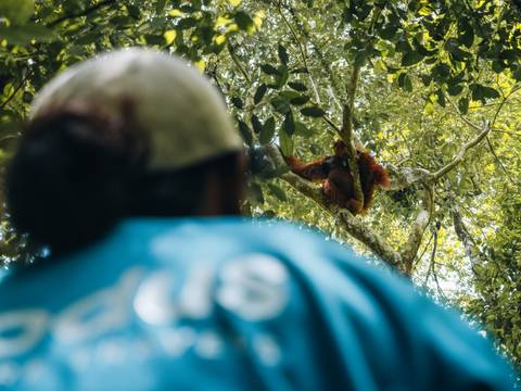 Primates & Dragons Of Indonesia - September 2026