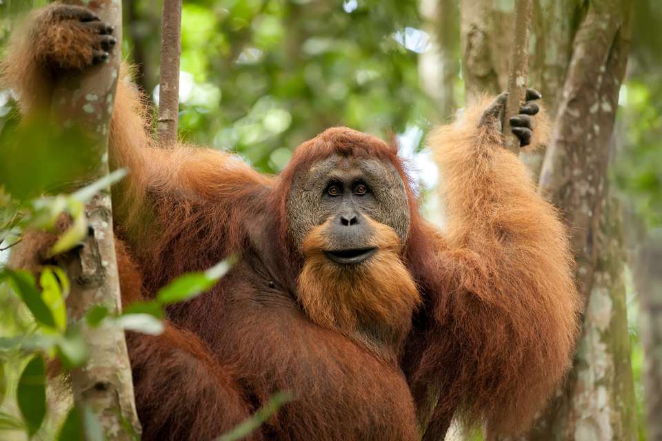 Primates & Dragons of Indonesia - Exodus Adventure Travels - Indonesia - Image 23
