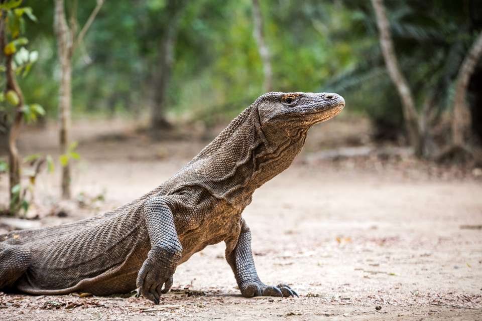 Primates & Dragons of Indonesia - Exodus Adventure Travels - Indonesia - Image 21