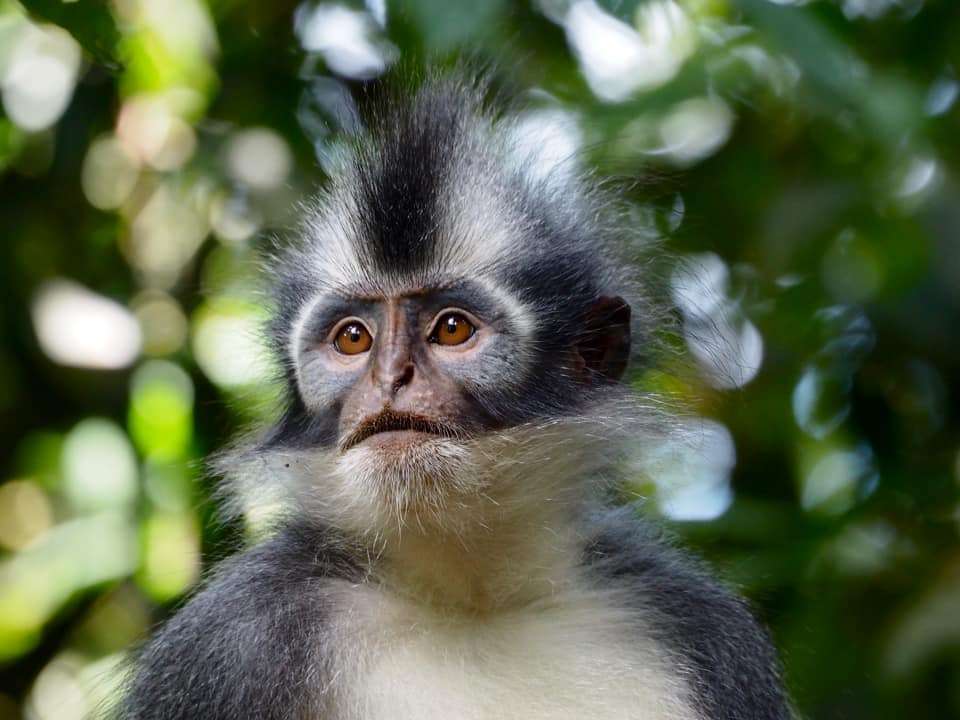 Primates & Dragons of Indonesia - Exodus Adventure Travels - Indonesia - Image 14