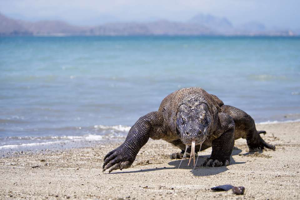Primates & Dragons of Indonesia - Exodus Adventure Travels - Indonesia - Image 2