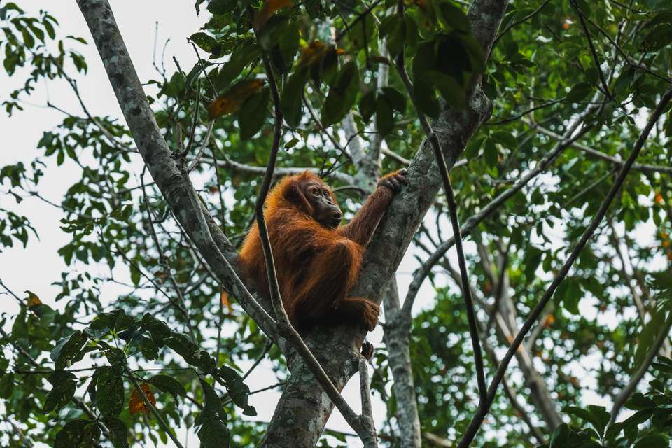 Primates & Dragons of Indonesia - Exodus Adventure Travels - Indonesia - Image 7