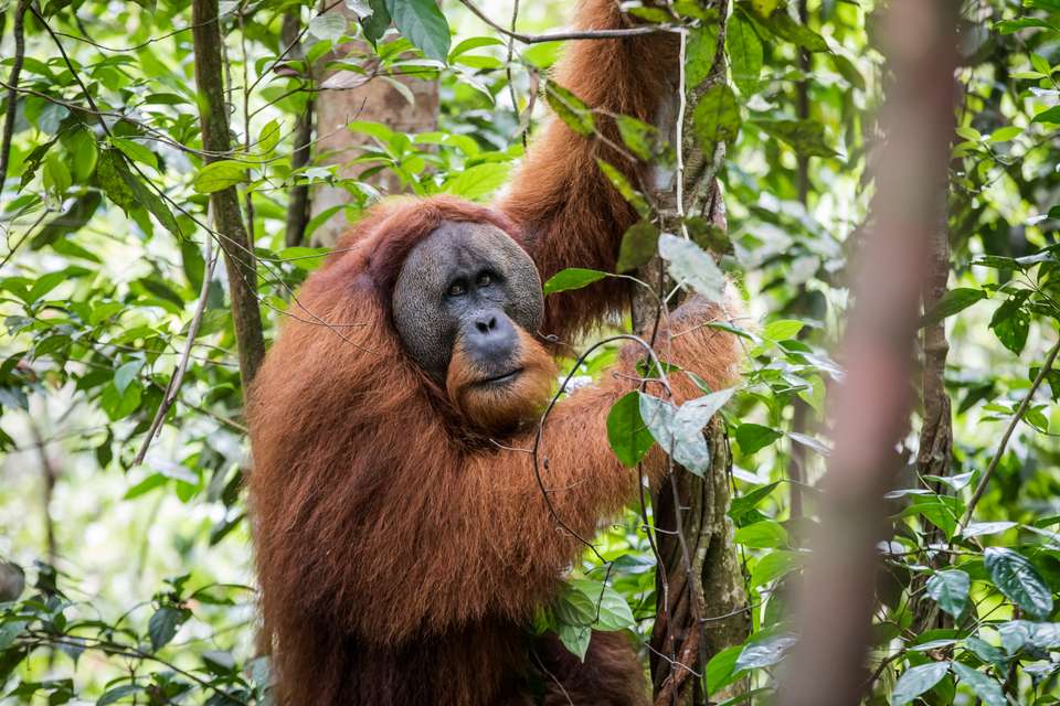 Primates & Dragons of Indonesia - Exodus Adventure Travels - Indonesia - Image 6