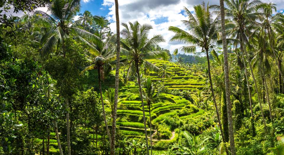 Primates & Dragons of Indonesia - Exodus Adventure Travels - Indonesia - Image 3