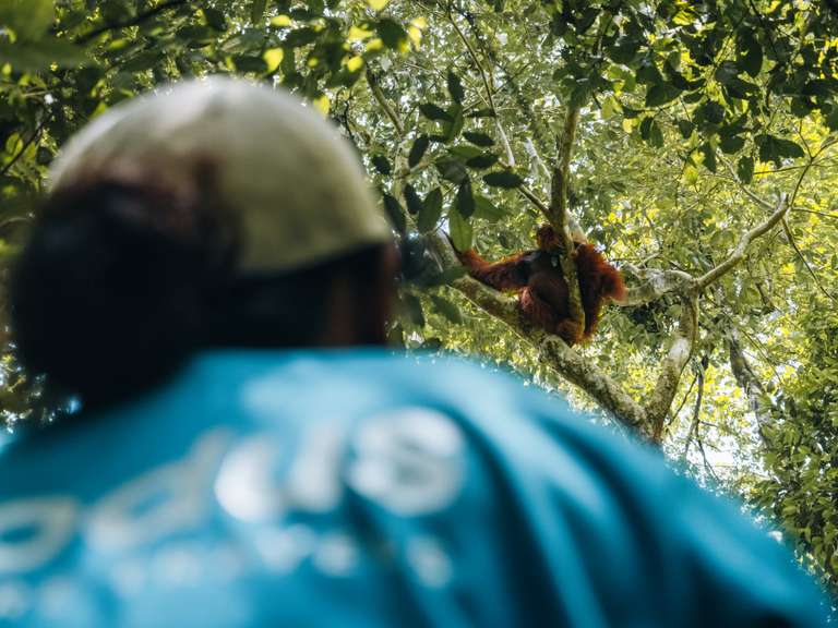 Primates & Dragons of Indonesia (2026) trip - alternative tour available