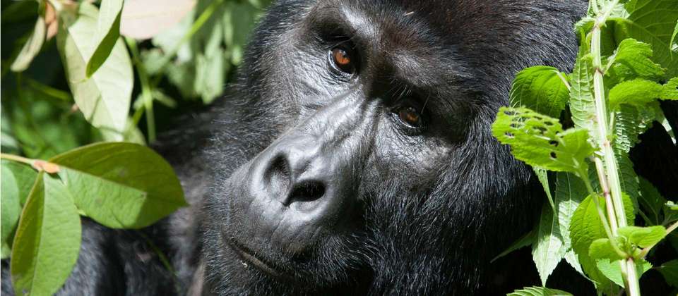 Primates and Wildlife of Uganda - World Expeditions - Uganda - Image 3