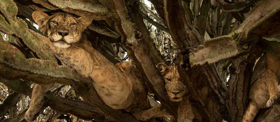 Primates and Wildlife of Uganda - World Expeditions - Uganda - Image 4