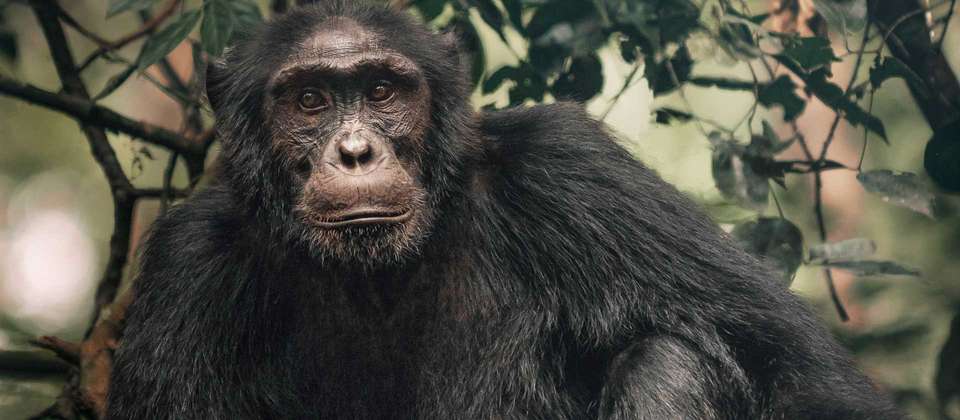 Primates and Wildlife of Uganda - World Expeditions - Uganda - Image 5