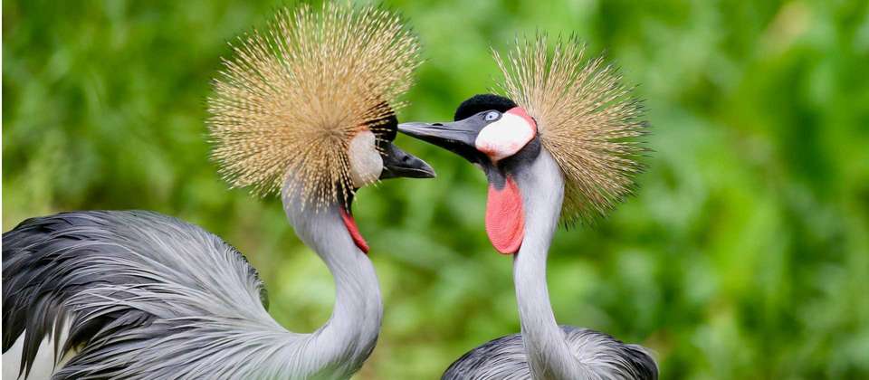 Primates and Wildlife of Uganda - World Expeditions - Uganda - Image 7