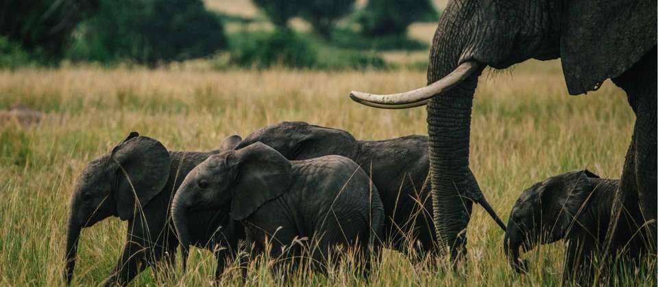 Primates and Wildlife of Uganda - World Expeditions - Uganda - Image 8