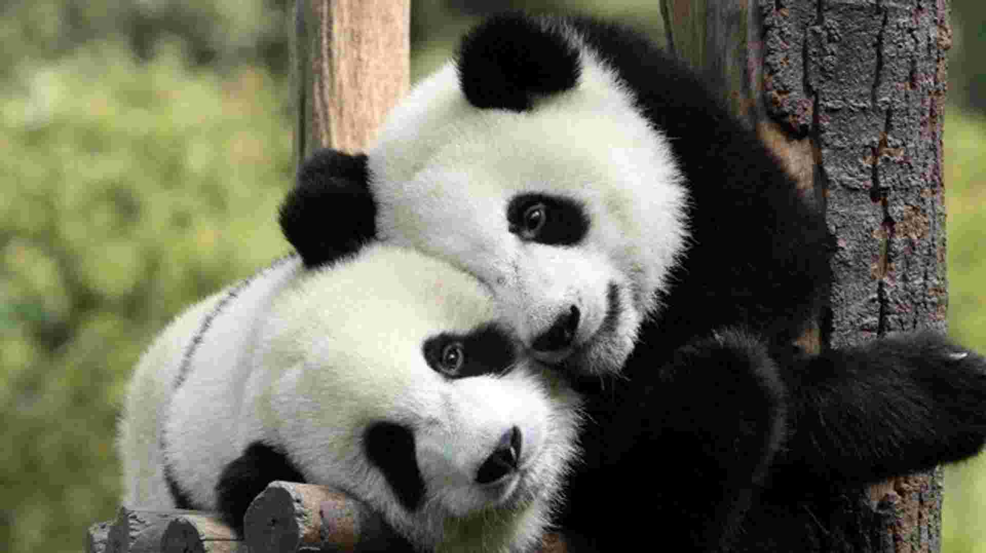 Private Chengdu Panda Tour - Full-Day Adventure