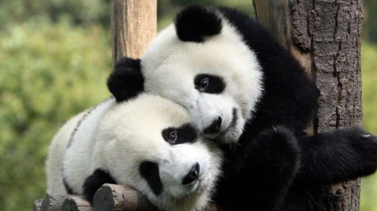 Private Chengdu Panda Tour - Full-Day Adventure trip - alternative tour available
