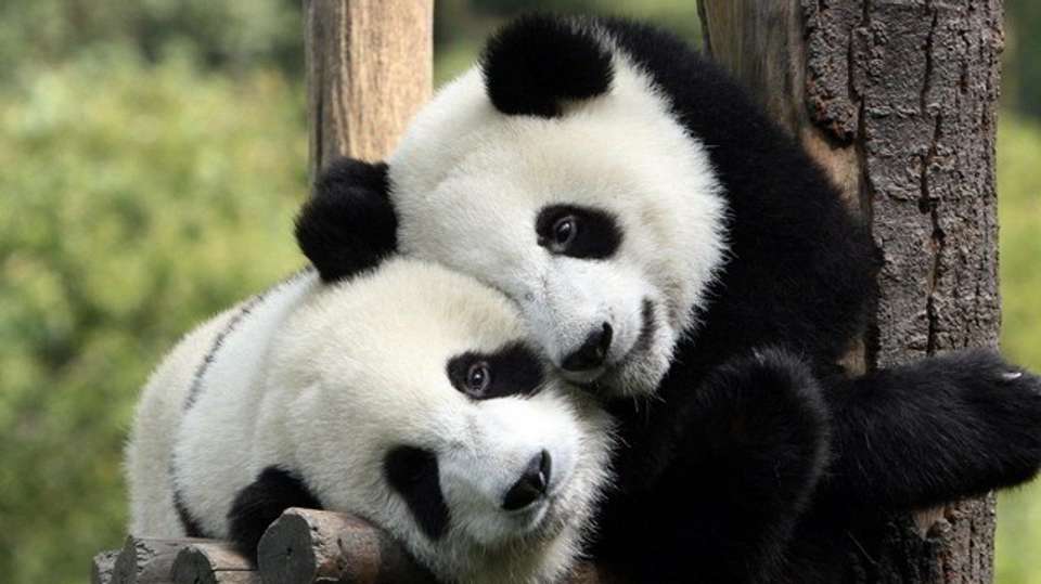 Private Chengdu Panda Tour - Full-Day Adventure - Private Beijing Trips - China - Image 1