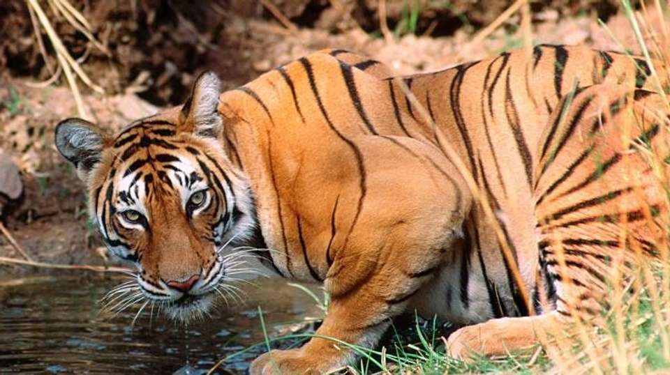 Private Golden Triangle Tour with Ranthambore - Excursion India Tours And Travels - India - Image 5