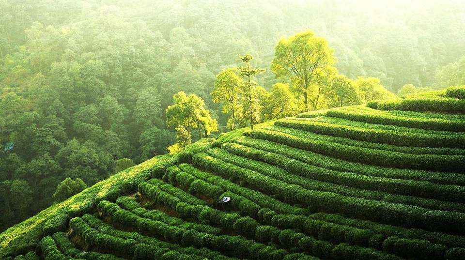 Private Hangzhou Day Trip From Shanghai by Bullet Train - Shanghai Advisor Tour - China - Image 4