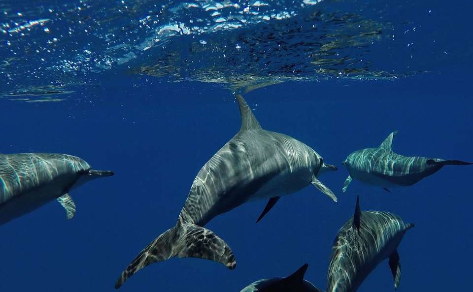 Private Maldives Goidhoo Atoll Adventure - 8 days - On The Go Tours - Maldives - Image 7