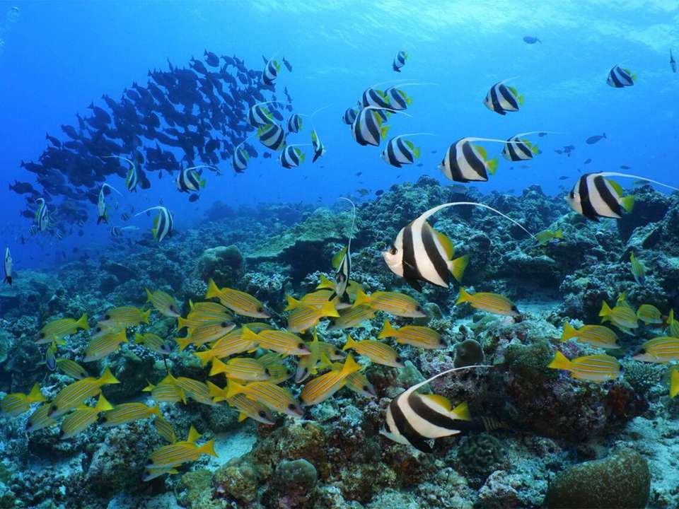 Private North Maldives Island Hopping - 8 days - On The Go Tours - Maldives - Image 2
