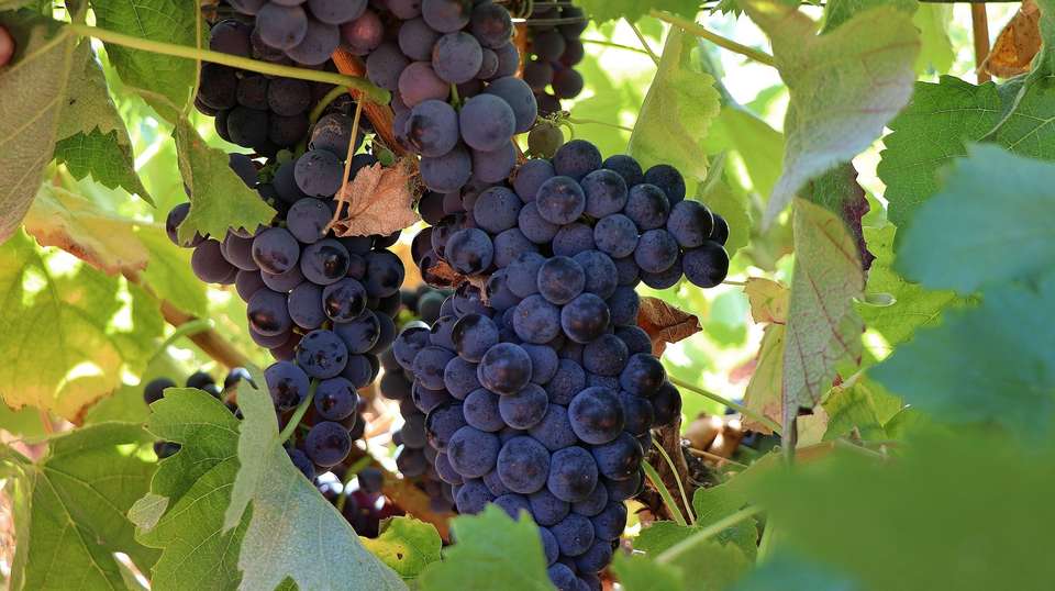 Private Setúbal Region Wine Tasting Tour - Takinguthere - Tut Travel Lda - Portugal - Image 7