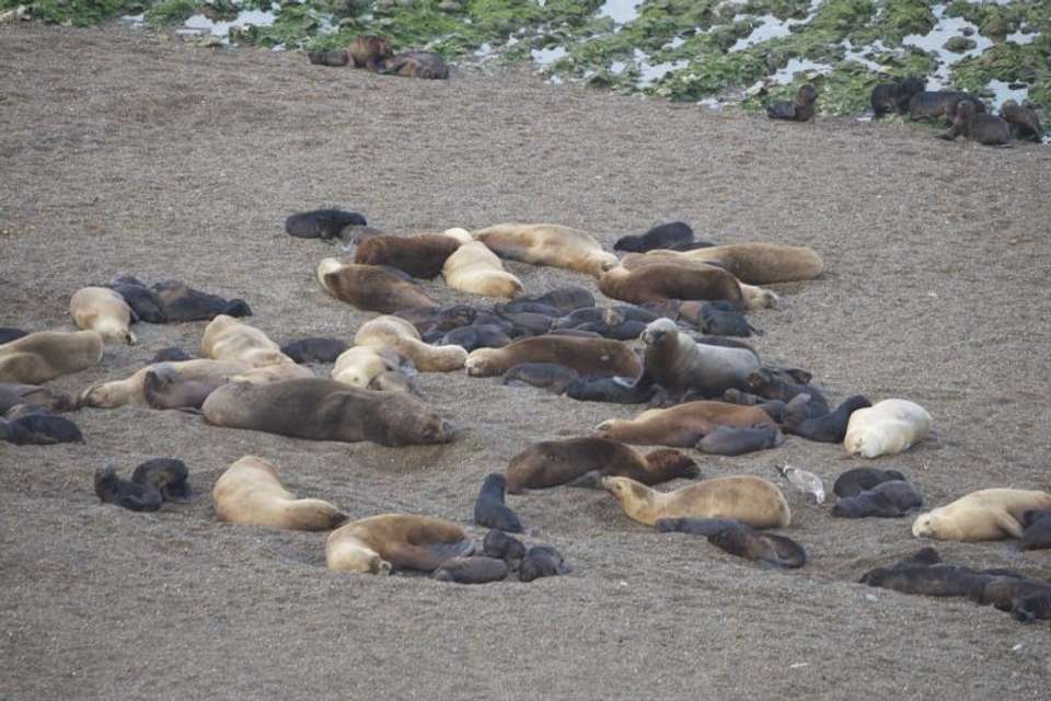 Private Shore Excursion: Peninsula Valdes Day Trip - Tangol Tours - Argentina - Image 3