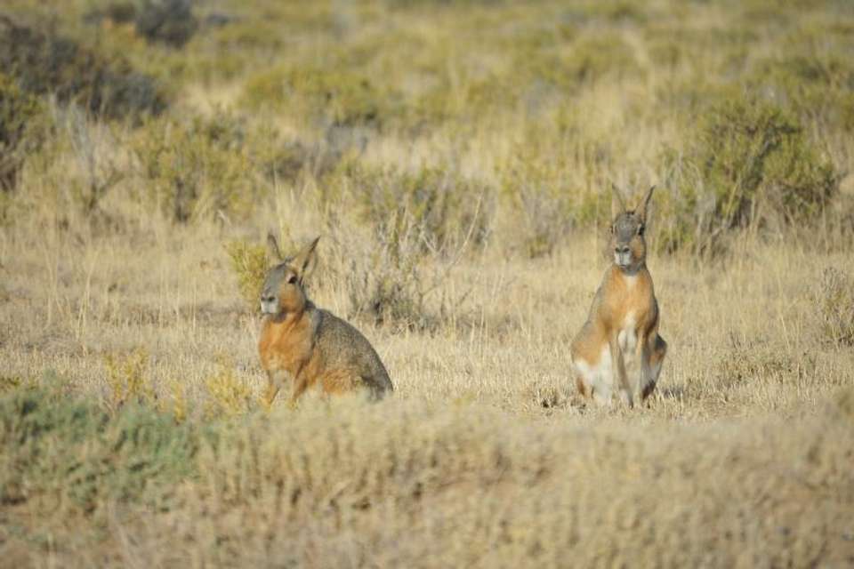 Private Shore Excursion: Peninsula Valdes Day Trip - Tangol Tours - Argentina - Image 4