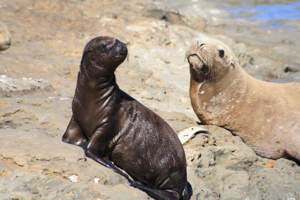 Private Shore Excursion: Peninsula Valdes Day Trip - Tangol Tours - Argentina - Image 7