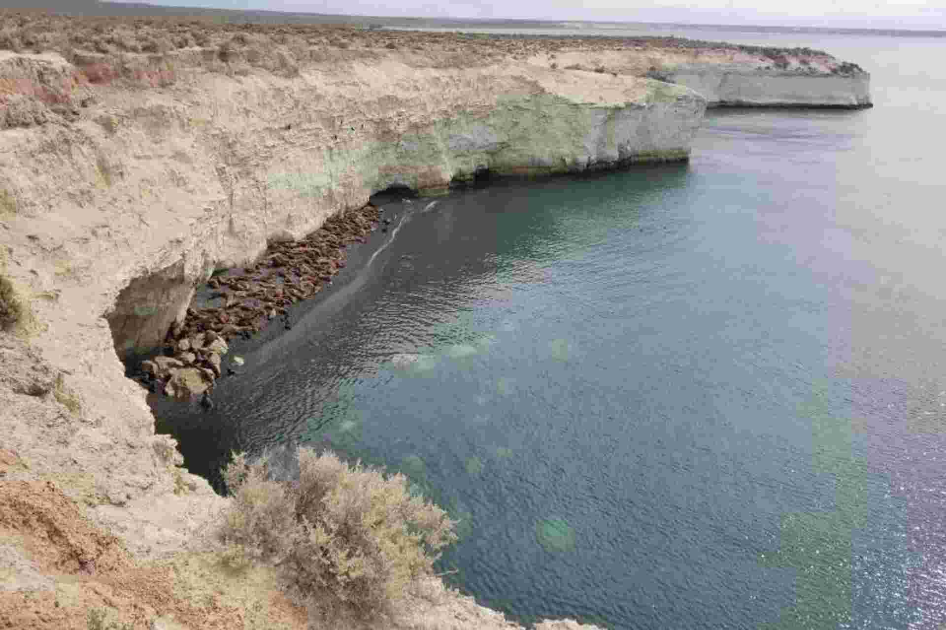 Private Shore Excursion: Puerto Madryn City Tour and Sea lions