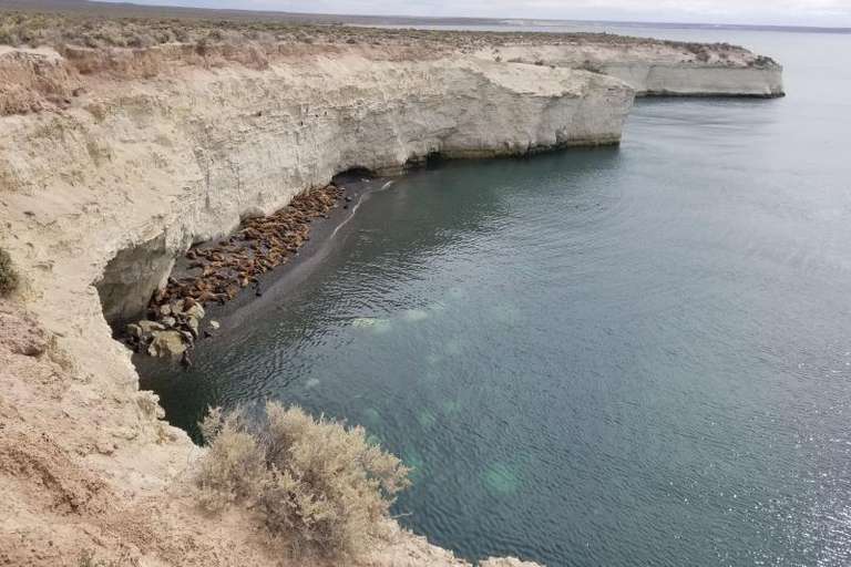 Private Shore Excursion: Puerto Madryn City Tour and Sea lions trip - alternative tour available