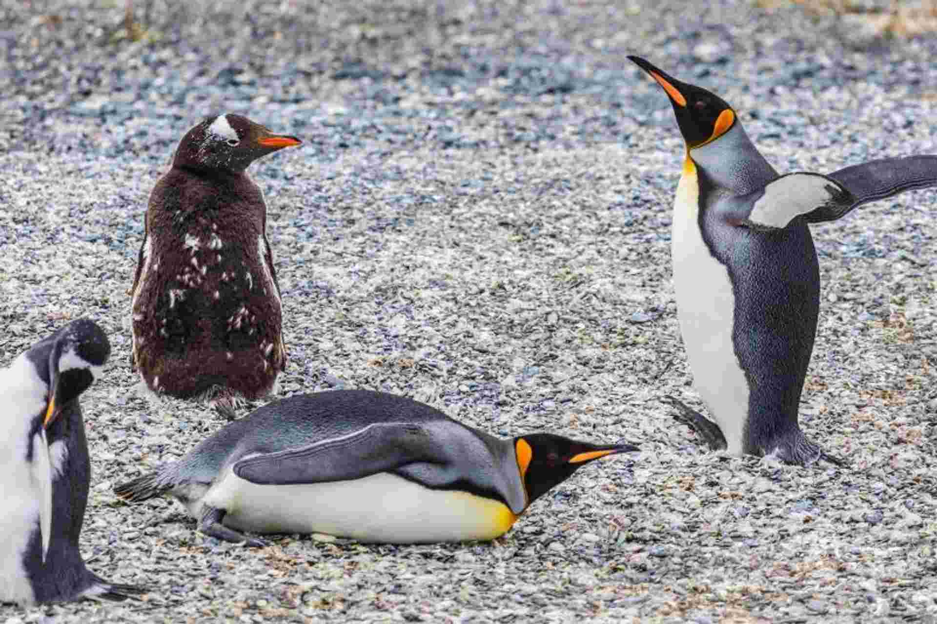 Private Tour Gable Island And Penguin Watching