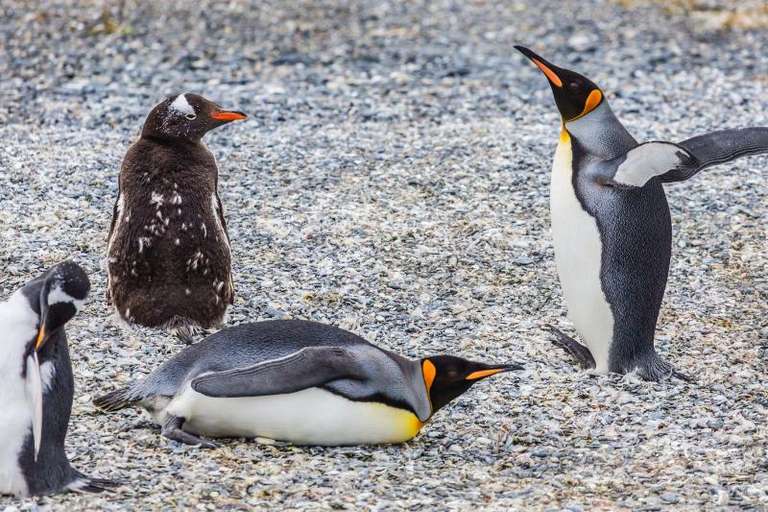 Private Tour Gable Island And Penguin Watching trip - alternative tour available
