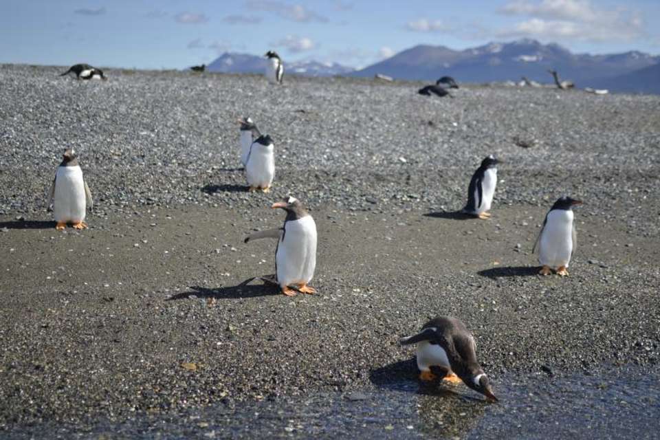 Private Tour Gable Island And Penguin Watching - Tangol Tours - Argentina - Image 6