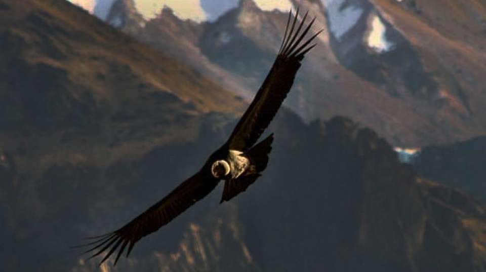 Private Tour: The Condor Canyon in Chonta 1 Day - Kantu Peru Tours - Peru - Image 3