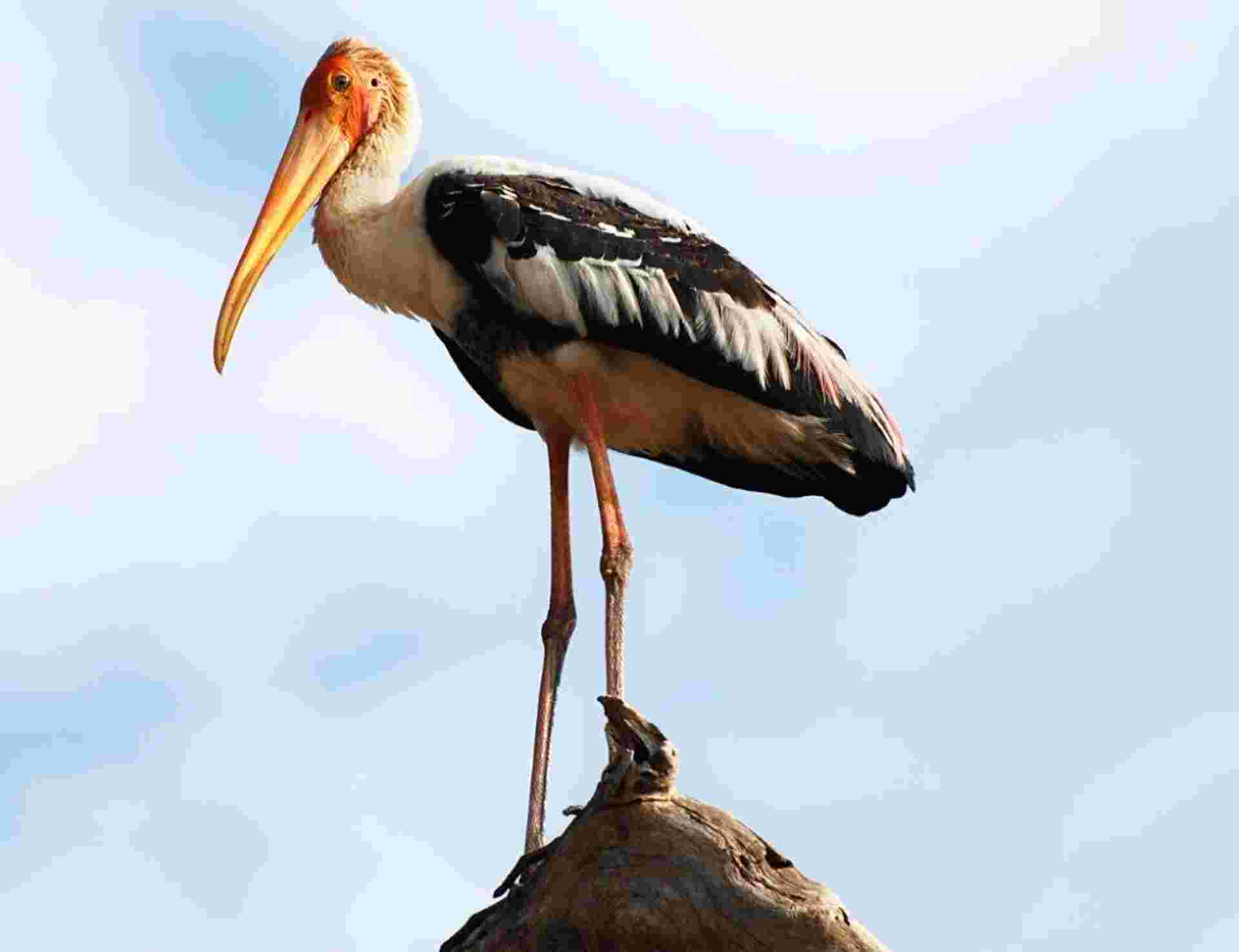 Professional Birding Tour