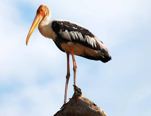 Professional Birding Tour - September 2026