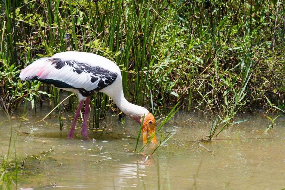 Birder's Paradise Sri Lanka, Private Tour - Destination Services - Sri Lanka - Image 19
