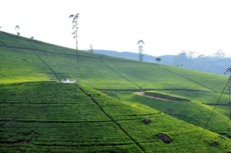 Birder's Paradise Sri Lanka, Private Tour - Destination Services - Sri Lanka - Image 15