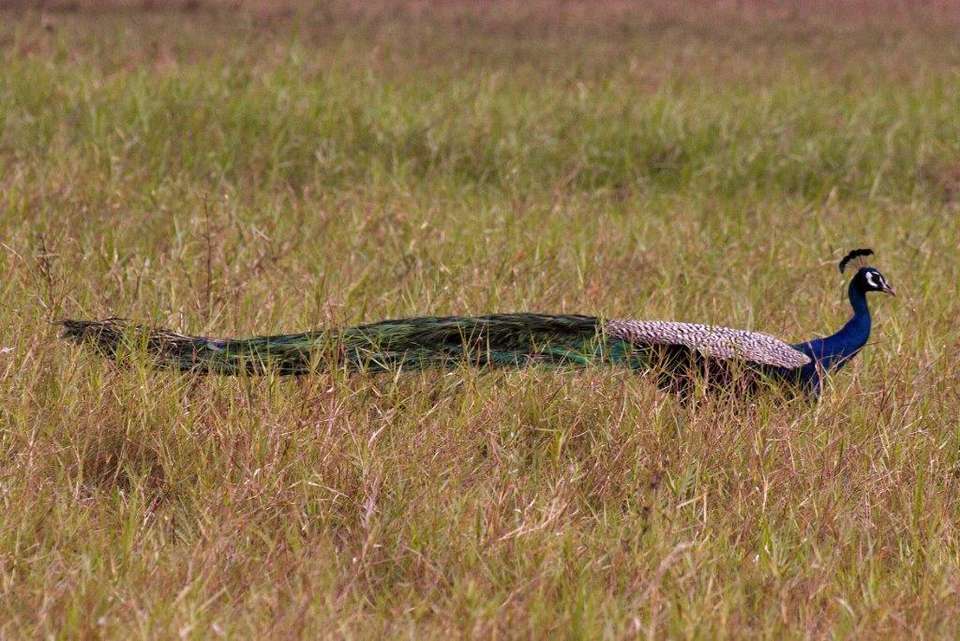 Birder's Paradise Sri Lanka, Private Tour - Destination Services - Sri Lanka - Image 2