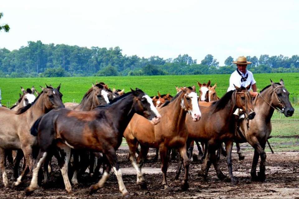 Promo Buenos Aires: City Tour & Gaucho Experience - Tangol Tours - Argentina - Image 5