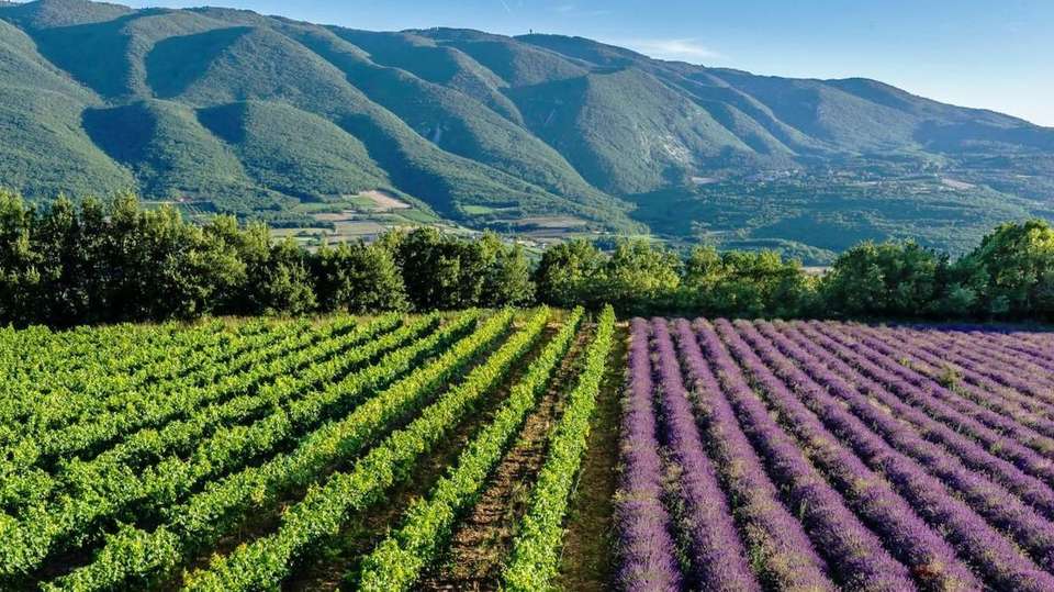 Provencal Hidden Gems - So Provence, So Alps! - France - Image 1