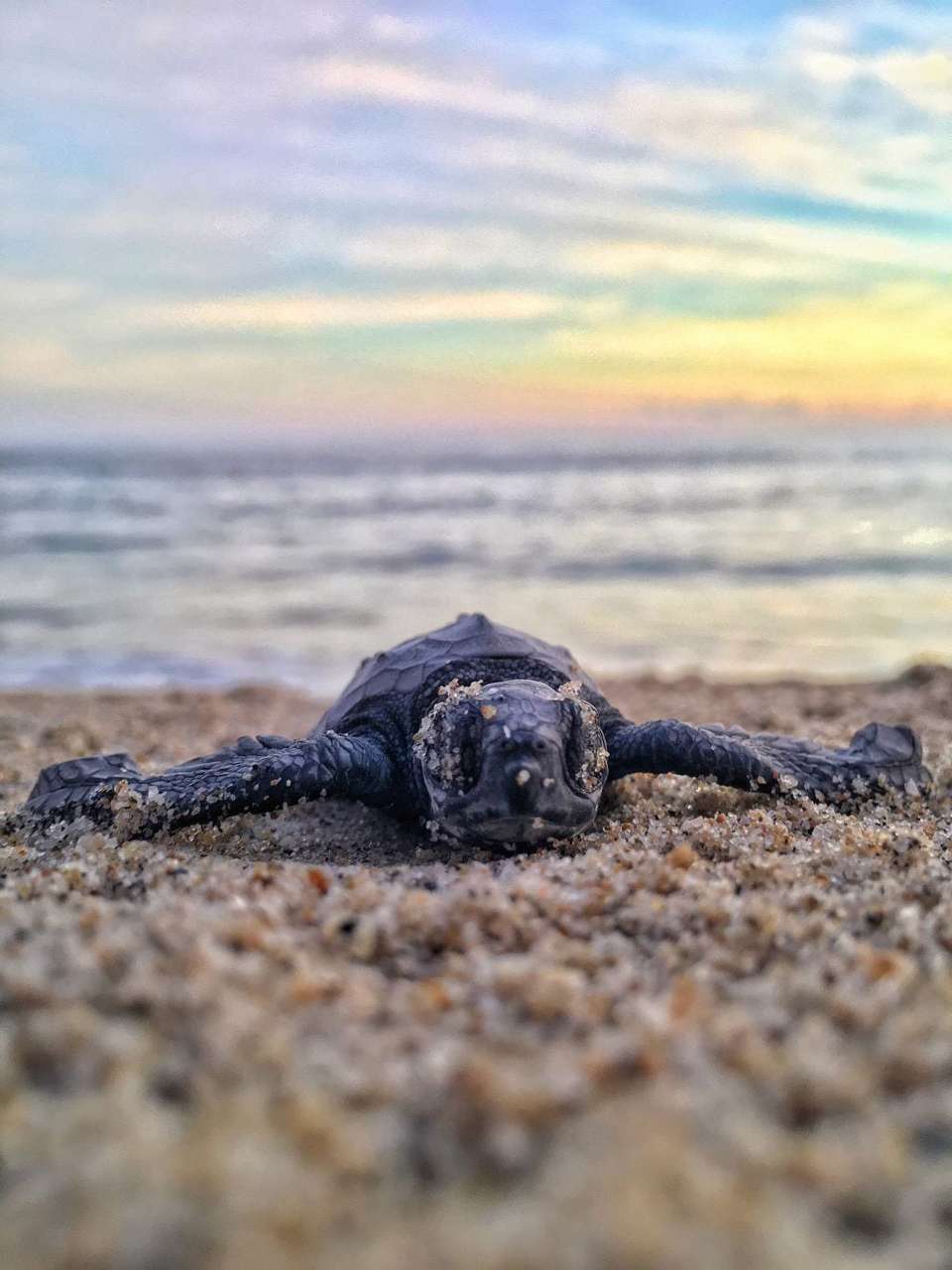 Puerto Escondido Tour: Mexican Wonders From Mazunte To Mexico City (8 Days) - undefined - Image 8