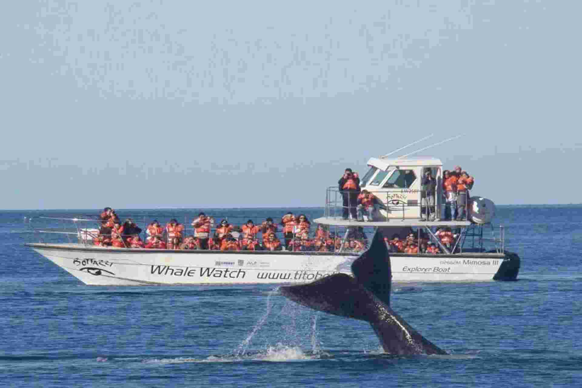 Puerto Madryn and Whale Watching Tour with Transfers Included