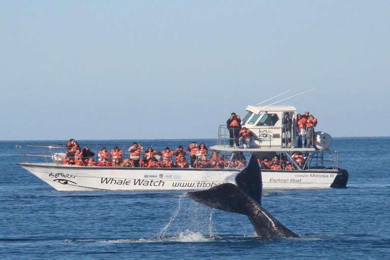 Patagonia Whale watching Tour: Puerto Madryn and Whale Watching Tour with Transfers Included