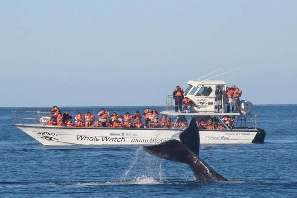 Puerto Madryn and Whale Watching Tour with Transfers Included - Tangol Tours - Argentina - Image 1